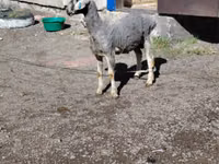كبش, Edilbay sheep — الصورة 2