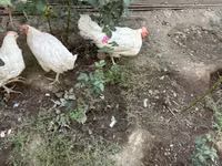 Chickens — Foto 4