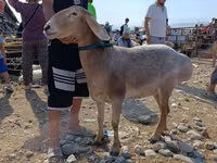 Carnero, Arashan sheep — foto 5