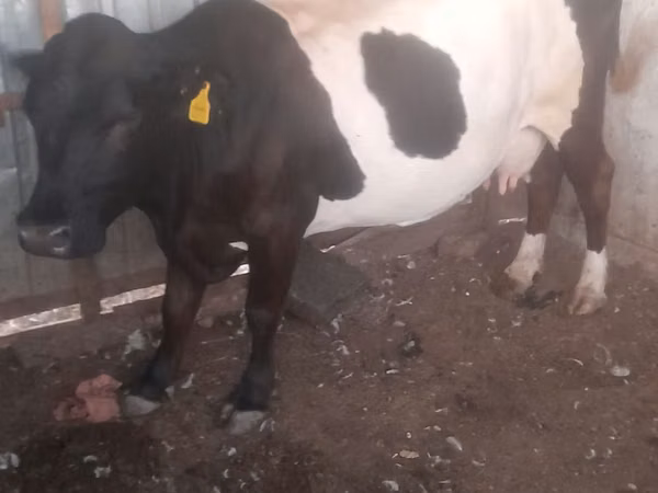 गाय, Latvian Blue cattle — कज़ाखस्तान
