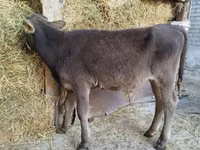 सांड, Swiss cattle — फ़ोटो 3