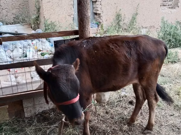 نعجة, الأغنام — أوزبكستان