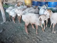 Qoʻchqor, Rhon sheep — 1-rasm