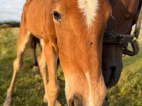 公马, Horses — 照片 1