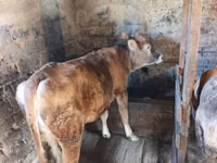 Vaca, Ganado vacuno — foto 1