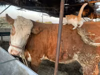 Kuh, Simmental cattle — Foto 4