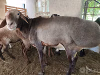 كبش, Hissar sheep — الصورة 1