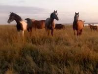 Stute, Horse breed — Foto 3