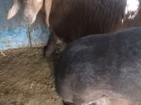 मेढ़ा, Arashan sheep — फ़ोटो 2