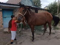 فرس, Thoroughbred horse — الصورة 8