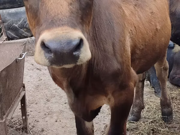 Cow, Swiss cattle