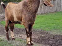 बकरा, Nubian Goat — फ़ोटो 1