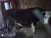Kuh, Russian Black pied cattle — Foto 2