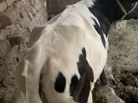 أبقار (دفعة، الجنس غير محدد), Russian Black pied cattle — الصورة 2
