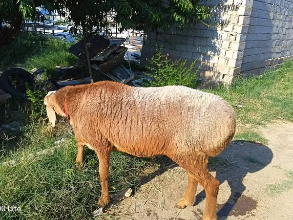 Кочкор, Агин койу — Өзбекстан