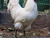 Chickens — Foto 3