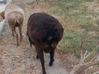 Widder, Hissar sheep — Foto 1