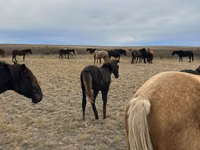 Caballo, Caballos — foto 4