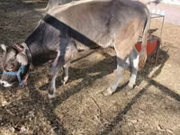 Bulle, Swiss cattle — Foto 2