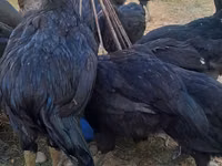 Chickens — الصورة 8