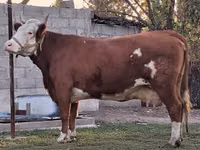 Сиыр, Simmental cattle — 4-сурет