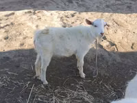 Ziege, Saanen goat — Foto 3