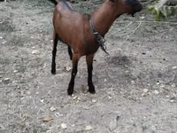 Cabras (lote, sexo no especificado), Alpine goat — foto 3