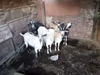 Goat, Goats — photo 3