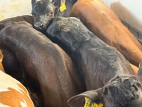 ІҚМ (топ, жынысы көрсетілмеген), Simmental cattle — 4-сурет