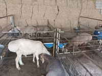 Carnero, Arashan sheep — foto 2