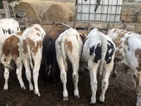 Бұқа, Simmental cattle — 3-сурет