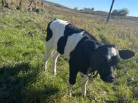 Kuh, Russian Black pied cattle — Foto 2