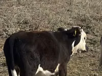 Bulle, Kasachische Weißkopfkuh — Foto 2