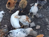 Chickens — फ़ोटो 5