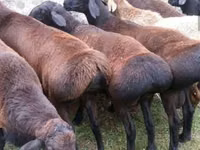 Schaf, Edilbay sheep — Foto 2
