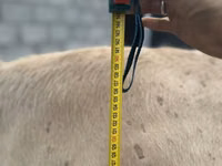 Kuh, Simmental cattle — Foto 2