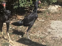 Chickens — 照片 3