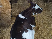 Buqa, Russian Black pied cattle — 4-rasm