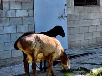 Widder, Hissar sheep — Foto 5