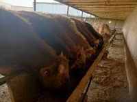 Buqa, Simmental cattle — 1-rasm