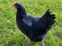 Chickens — Foto 4