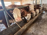 Kuh, Simmental cattle — Foto 2