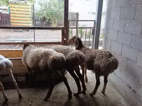 نعجة, Rhon sheep — الصورة 1