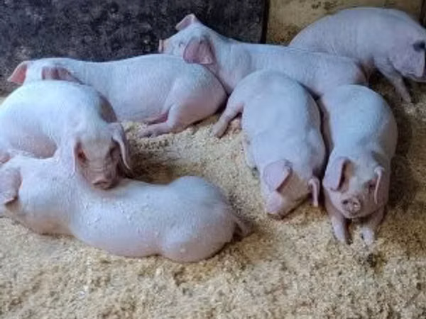 Eber, Schweine
