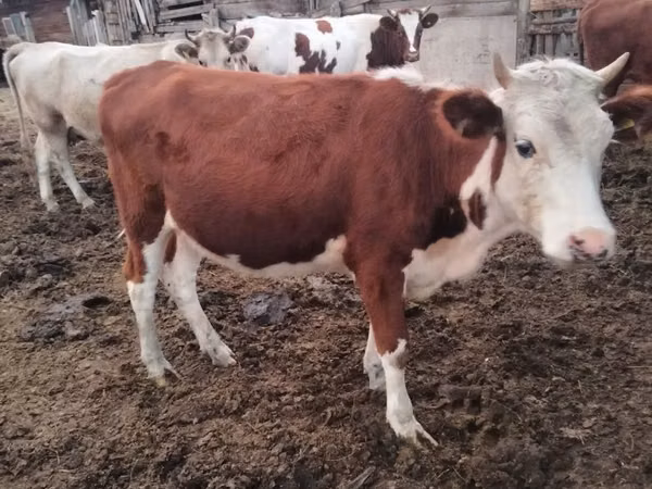 Kuh, Swiss cattle