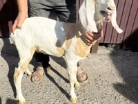 Ziege, Nubian Goat — Foto 2