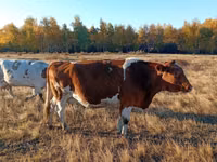 母牛, Simmental cattle — 照片 1