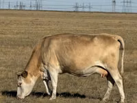 Cow, Simmental cattle — photo 2