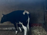 Kuh, Russian Black pied cattle — Foto 4