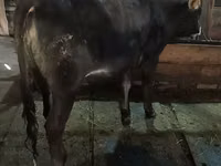 母牛, Swiss cattle — 照片 2